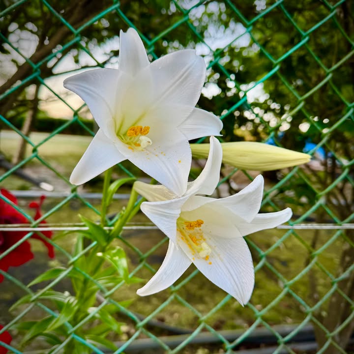 台灣鼓吹花，花開ê季節。